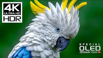 Unstoppable Beauty of 4K Videos | 4K HDR 120fps | Dolby Vision