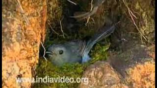 Nilgiri Flycatcher Bird Western Ghats Nature Fauna Video Suresh Elamon