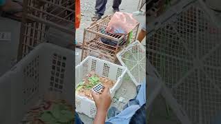 Gosokan BERHADIAH MERPATI DAN HAMSTER🐹 .#videoshots