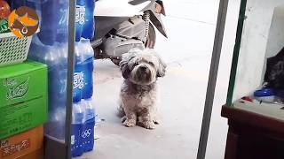 Stray Dog Used His Begging Trick Every Day Outside a Small Store
