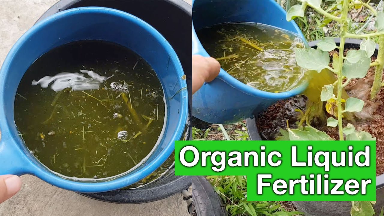 How To Use Grass Clippings In Your Garden An Effective Organic Liquid how-to-use-grass-clippings-in-your-garden-an-effective-organic-liquid