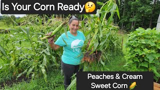 Harvesting Peaches & Cream Sweet Corn | How To Tell When Your Corn Is Ready Details