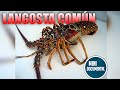 Langosta común del Caribe (mini documental)