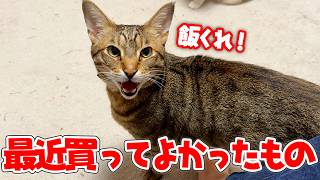 ティガーと一緒に最近の最高すぎる買い物を紹介します