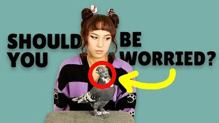 STARK TRUTH Why Pigeons Lose Feathers on Neck & Head – SCRAGGLY BALD PATCH - Should You Be Worried? by BubblyPetz 1,185 views 1 year ago 4 minutes, 50 seconds