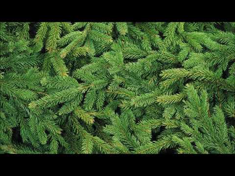 Why you should plant Norway Spruce Trees
