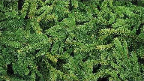 Why you should plant Norway Spruce Trees