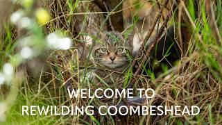 Visit @rewildingcoombeshead , a pioneering rewilding project in Devon, host to @keepitwilduk ​