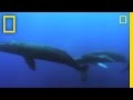 Humpback Whale Facts and Behaviors