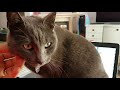 Korat Cat - V03 MMimo 2 の動画、YouTube動画。