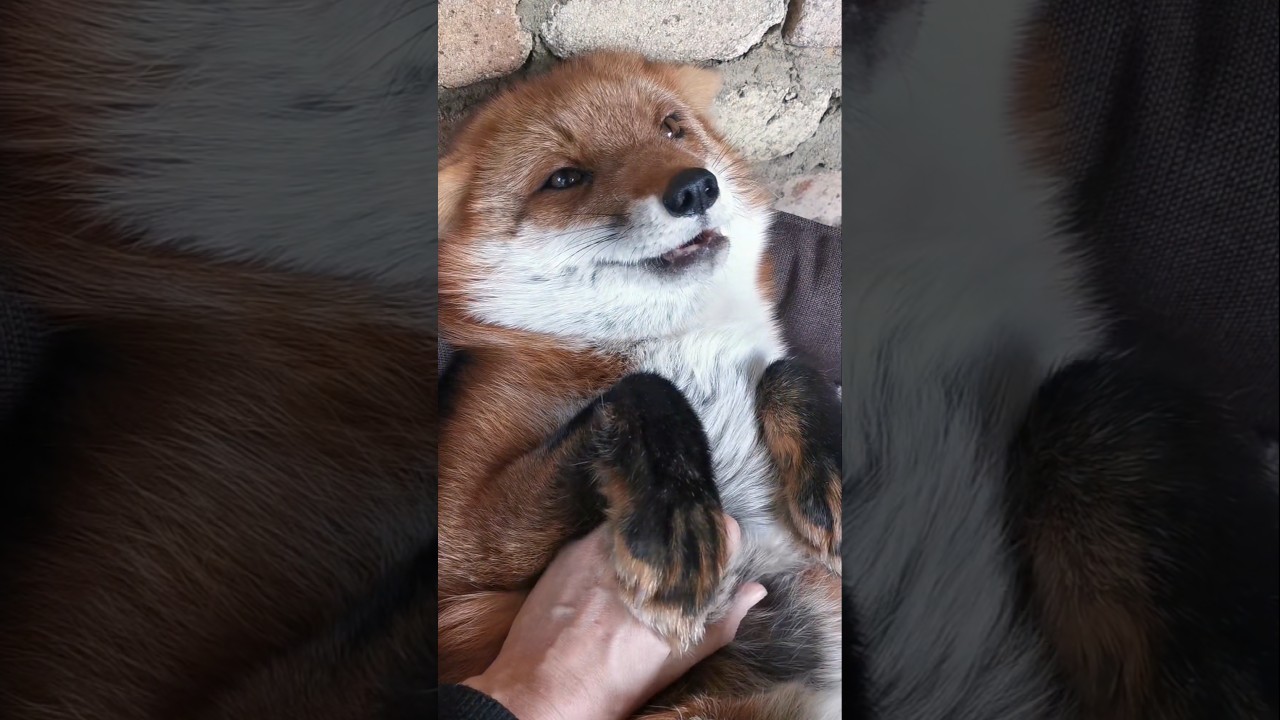 Вы только посмотрите как счастлива эта лиса