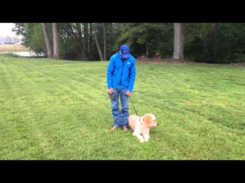 Invisible Fence Brand Of Delmarva Training Demonstration