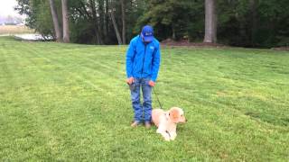 Invisible Fence Brand Of Delmarva Training Demonstration