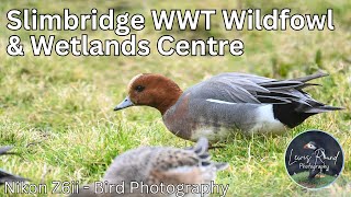 WWT Slimbridge Wildfowl & Wetlands Centre Gloucestershire UK  Nikon Z6ii Bird Photography