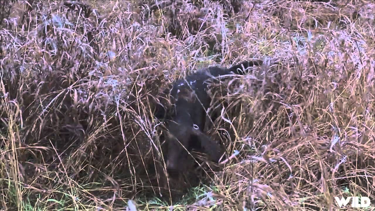 Hunting Pheasant in Ontario YouTube