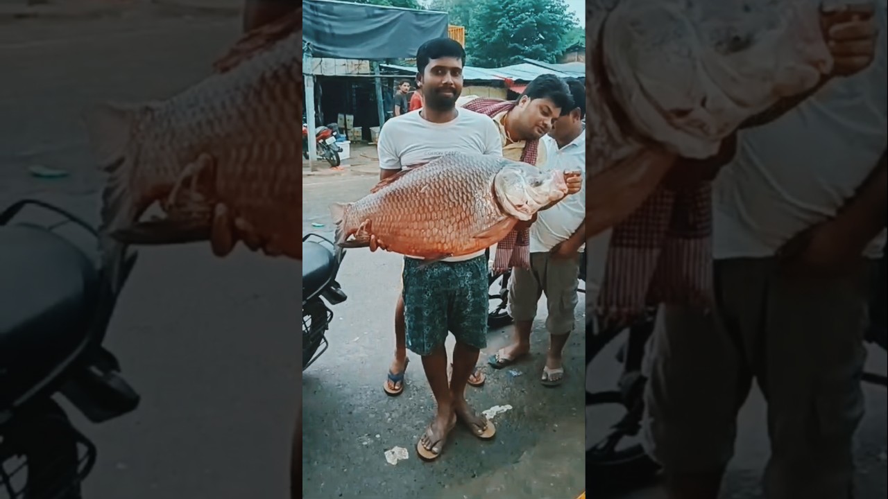 Unbelievable katla fish 52kg | 