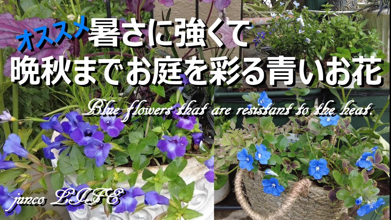 大好きな青い花が秋まで咲いてくれる＊寄せ植えリセット＊猫 - YouTube