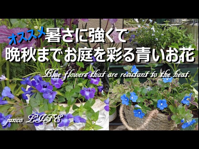 青い大きな花　2種類あり　猫　5個セット sddefault.jpg