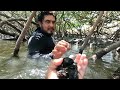 Como buscar mejillones o choros bajo el manglar