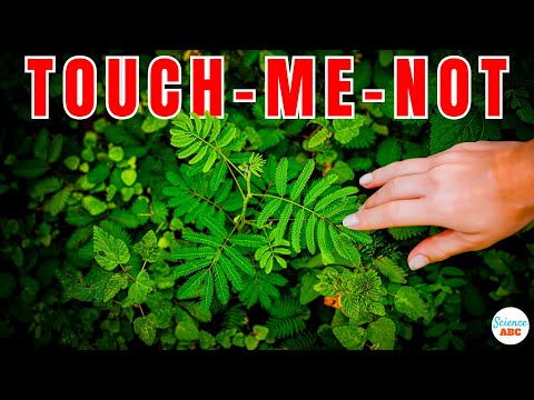 Why Do Touch-Me-Not (Mimosa Pudica) Leaves Close When Touched?