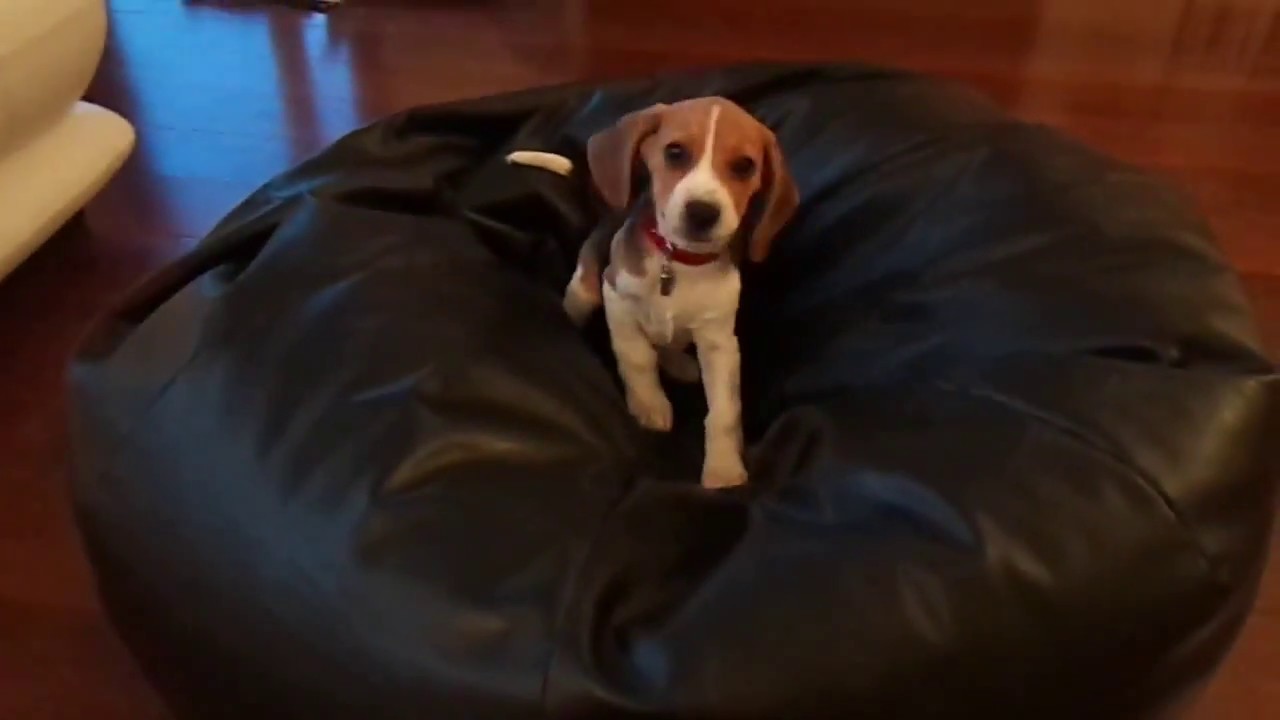 Boris The Beagle baby barks
