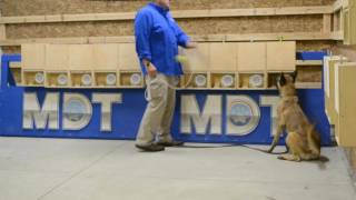 Nosework Dog Training Classes by Michael Burkey 3,057 views 7 years ago 4 minutes, 51 seconds