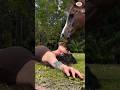 When Horses Choose to Love You — Beautiful Bond Between Horses and Humans 🐴❤️