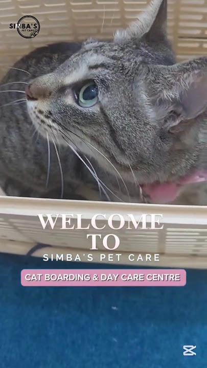 Maano darling 🐾 Our boarding cat #cat #ytshorts #simbaspetcare #trendingsong #catlovers