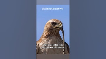Incredible Hawk Footage Goes Viral - Must Watch😯🦅#subscribetomychannel#viral#trending#nature#animals