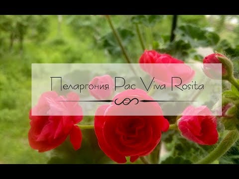 Пеларгония Pac Viva Rosita