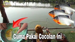 COCOLAN CACING UNTUK MANCING BAWAL,AMISNYA GAK KETULUNG