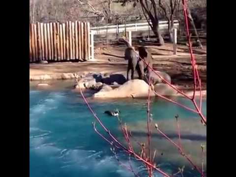 Elephant vs Bird / Goose in Utah's Hogle Zoo