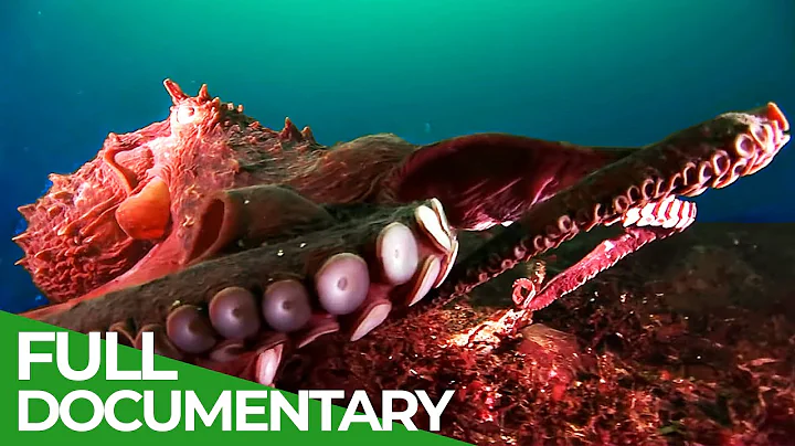 Squids & Octopuses - Mysterious Hunters of the Deep Sea | Free Documentary Nature - DayDayNews