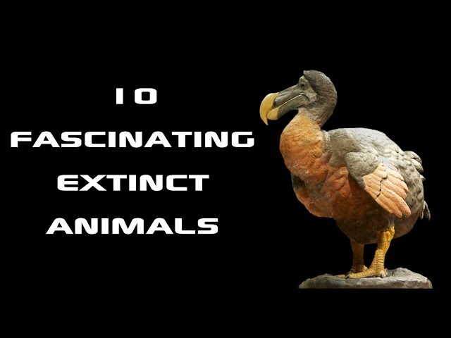 Extinct Animals on Earth