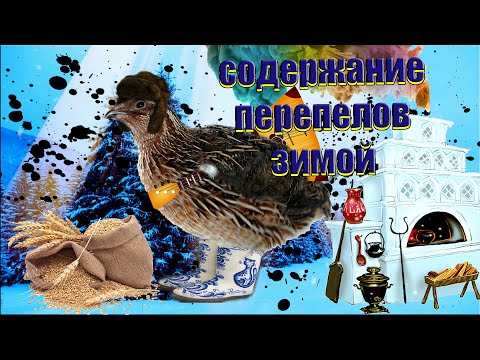 Содержание перепелов зимой