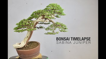 Bonsai Timelapse - Sabina Juniper