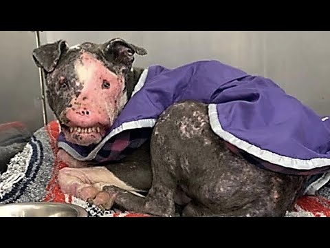 Save the abandoned dog, he has a disfigured face and there is hope to have survived