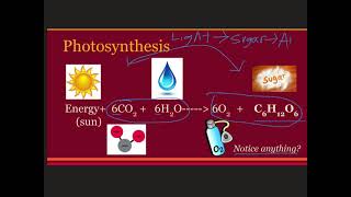 Photosynthesisbio.mp4