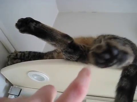 cat แปลว่า Toes!