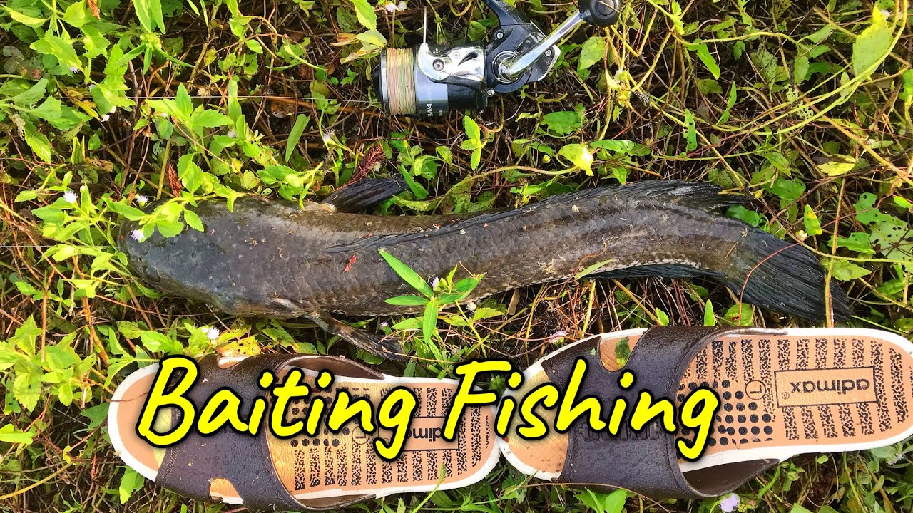 Baiting Fishing | Kampung Style Fishing |- 用鱼肉作饵， 这就是等待钓法。