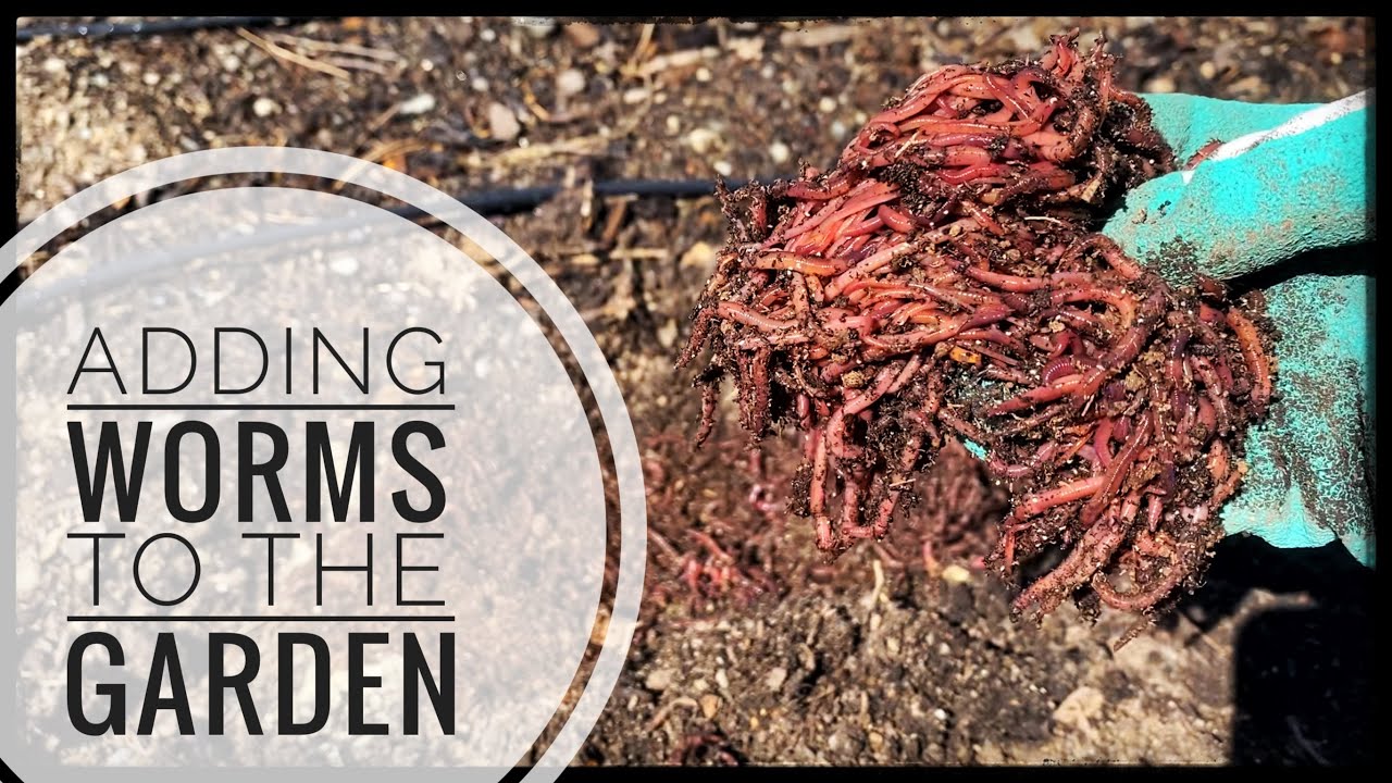 What Kind of Worms Should I Compost With? - Epic Gardening