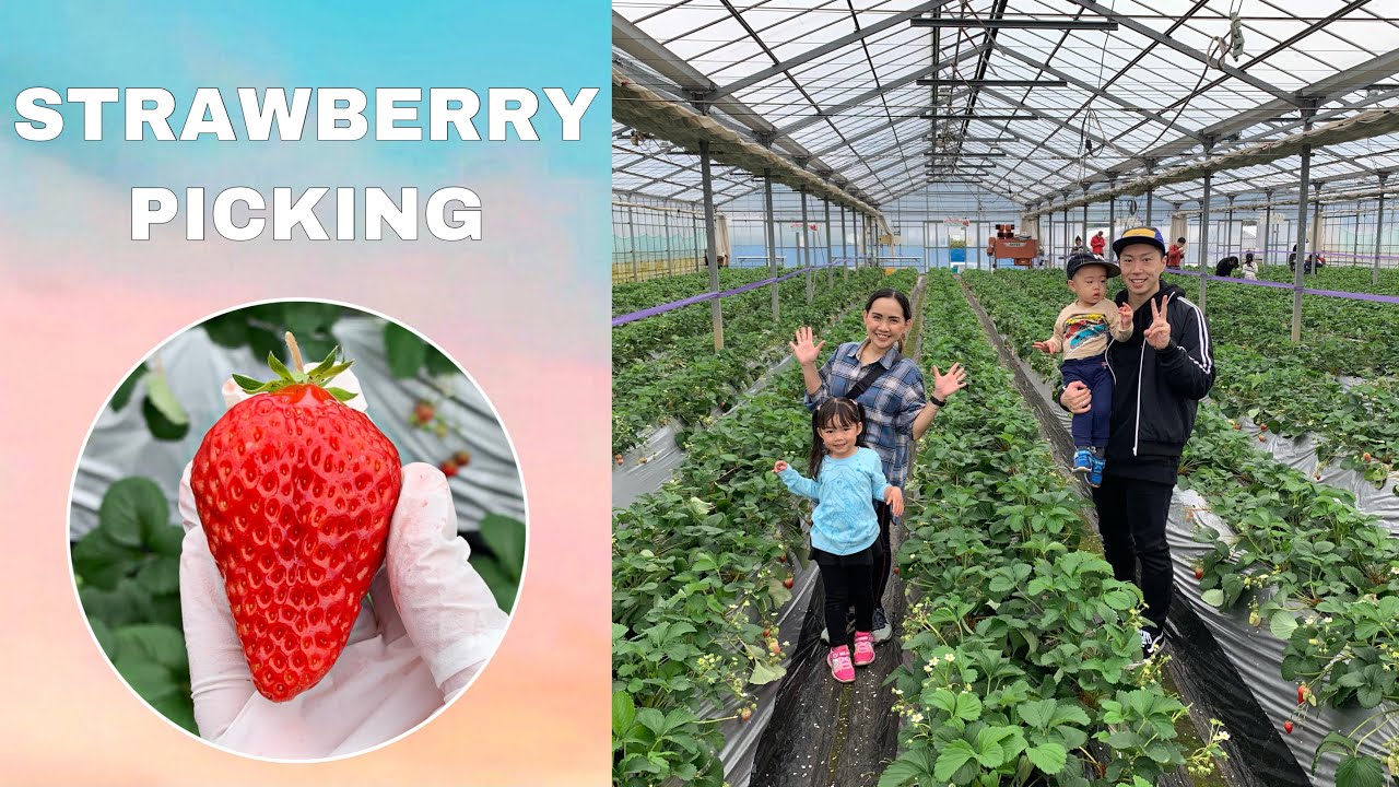 STRAWBERRY PICKING in Japan IT TASTE SO SWEET DURING WINTER SEASON
