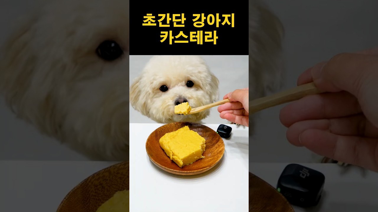 강아지 카스테라 제조법 | 초간단 강아지 간식 만들기