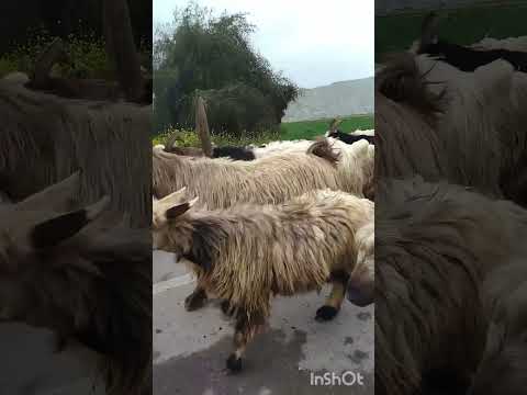 کوچ عشایر