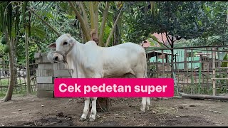 Cek pedetan PO SUPER