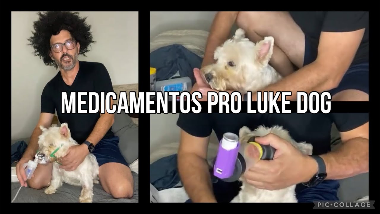 Luke Dog Medicando o Luke Dog - YouTube
