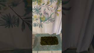 Mini moss bathmat made for $0 #moss