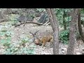 Tiger Hunted Sambar Deer Tiger Killed Sambar Deer Live Sambar Dragged And Killed By Tiger Tiger Hunted Sambar Deer Tiger Killed Sambar Deer Live Sambar Dragged And Killed By Tiger