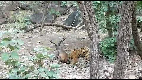 Tiger Hunted Sambar Deer | Tiger Killed Sambar Deer Live |Sambar Dragged And Killed By Tiger