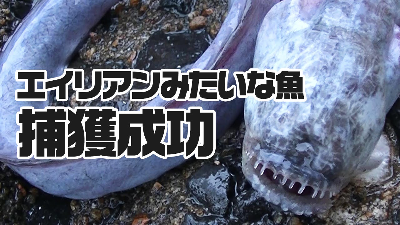 目の無い魚を捕獲せよ 有明海の珍魚ワラスボ獲り Youtube